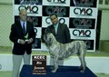 Matriz - Fila Brasileiro Tigrado - Canil Singular - Cocada
